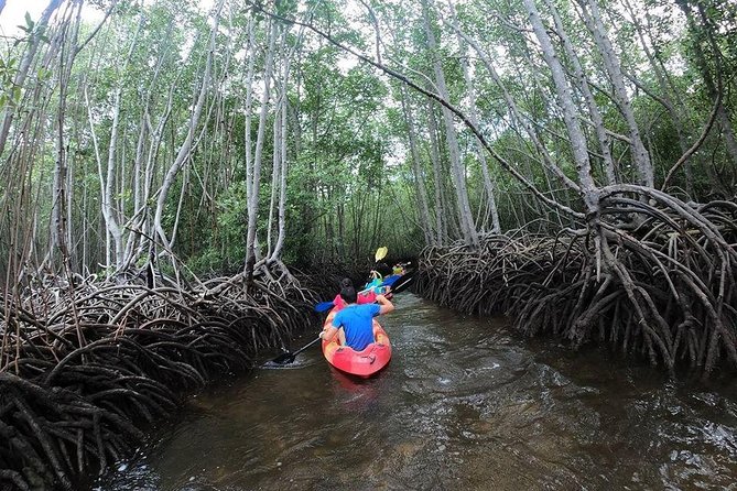 1 Hour Mangrove Tour From Lembongan with Kayak, Paddle, or Boat - Key points before you book
