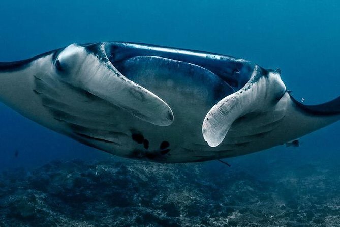 2 Days Discover Scuba Diving in Nusa Lembongan - Scuba Initiation - Why this Nusa Lembongan introduction works for beginners