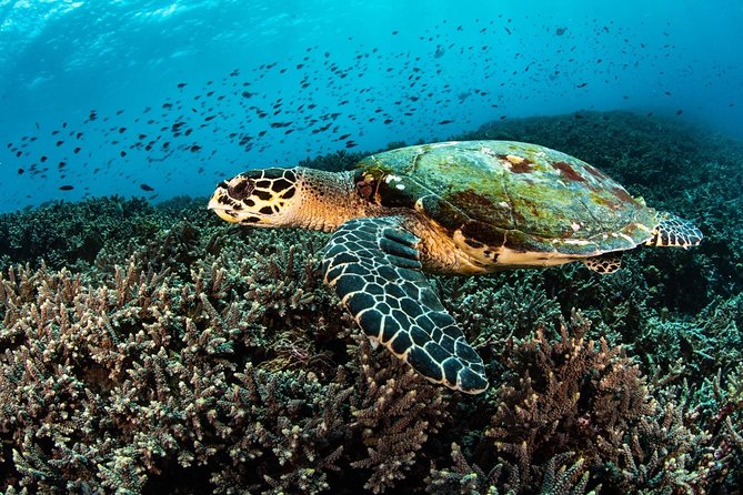 2 Days Discover Scuba Diving in Nusa Lembongan - Scuba Initiation - The instructors make the largest difference