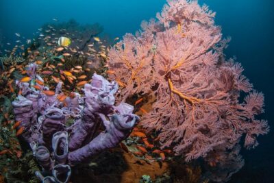 2 Days Discover Scuba Diving in Nusa Lembongan – Scuba Initiation