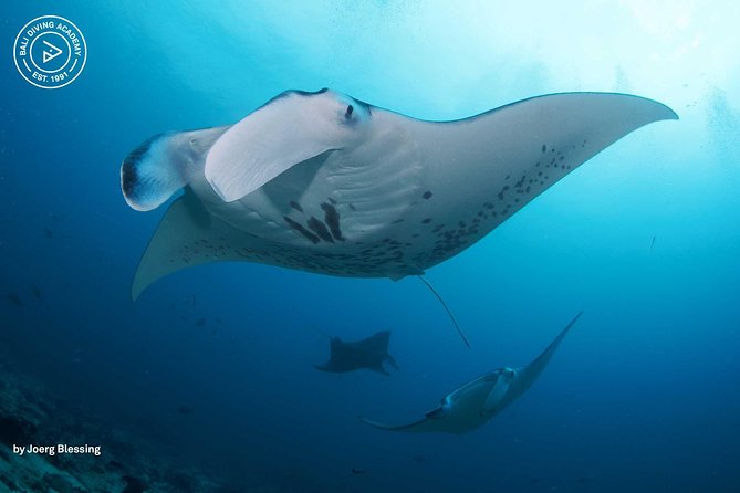 2 or 3 dives in Nusa Lembongan and Penida, for certified diver (in Lembongan) - Key points to know before booking