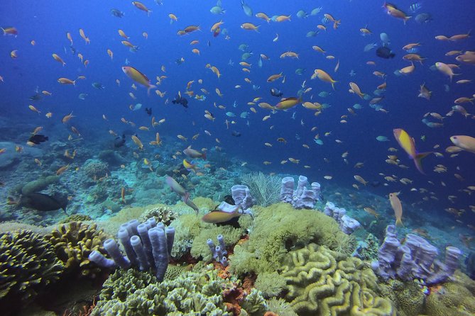 2 or 3 dives in Nusa Lembongan and Penida, for certified diver (in Lembongan) - Why Nusa Penida is the star of the day