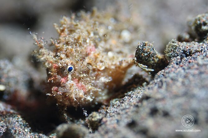 2 or 3 dives in Nusa Lembongan and Penida, for certified diver (in Lembongan) - Why the three-descent option may be worth it