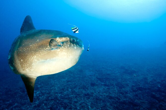 2 or 3 dives in Nusa Lembongan and Penida, for certified diver (in Lembongan) - Manta Point, the main event