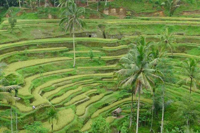 3 Days Sightseeing to the Famous Place in Bali - Should you book it?