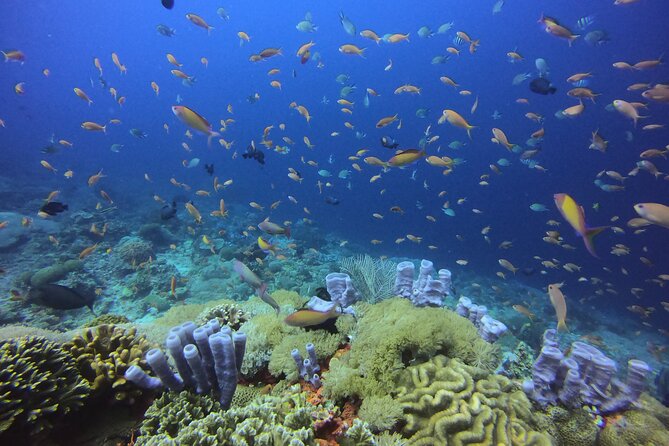 3 Epic Dives in Nusa Penida - Certified Divers' Day Trip - Why Nusa Penida makes this a special day