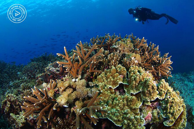 3 Epic Dives in Nusa Penida - Certified Divers' Day Trip - Why the guide can make or break the day
