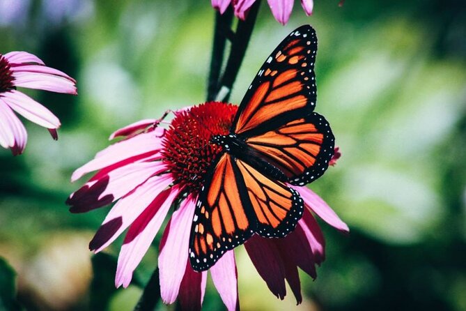 4-Hour Private Tour in Jatiluwih Terraces and Butterfly Park - Key points to know before booking
