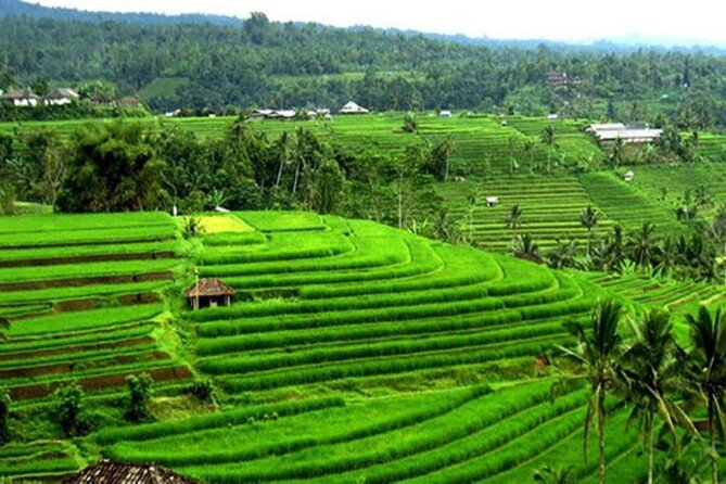 4-Hour Private Tour in Jatiluwih Terraces and Butterfly Park - Penatahan Hot Spring, 90 minutes to slow down