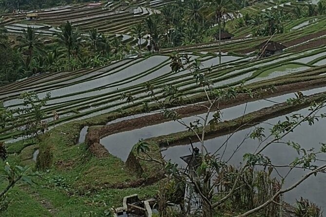 4-Hour Private Tour in Jatiluwih Terraces and Butterfly Park - What $70 buys you