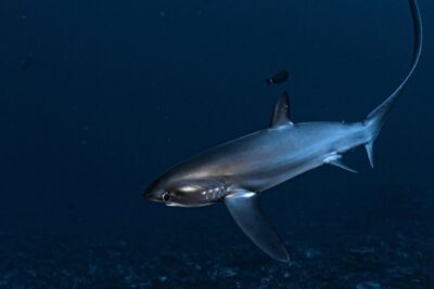 5 Fun Dives in Nusa Lembongan (for certified divers) – Swim with a Mola Mola