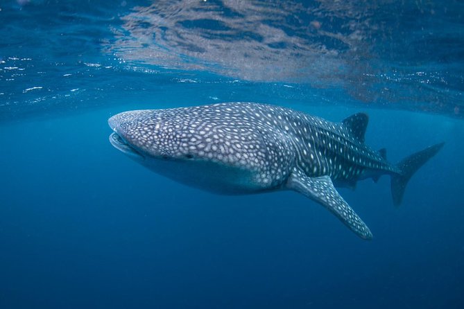 5 Fun Dives in Nusa Lembongan (for certified divers) - Swim with a Mola Mola - Jungut Batu Beach keeps one session close to base
