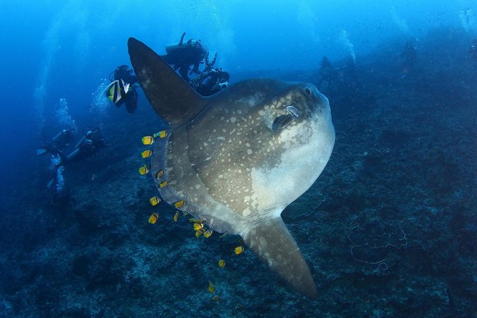 5 Fun Dives in Nusa Lembongan (for certified divers) - Swim with a Mola Mola - Guides and safety shape the experience