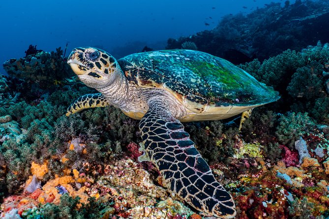 5 Fun Dives in Pemuteran (for certified divers) - Exploration in Menjangan Park - From Pemuteran to Menjangan Island