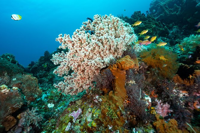 5 Fun Dives in Pemuteran (for certified divers) - Exploration in Menjangan Park - Equipment, instruction, and the refresher question