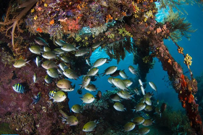 5 Fun Dives in Tulamben (for certified divers) - Discover famous diving sites - Coral Garden, the lava Drop-off, and macro locations
