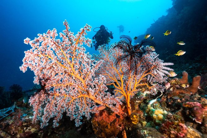 5 Fun Dives in Tulamben (for certified divers) - Discover famous diving sites - What the $166.71 price really includes