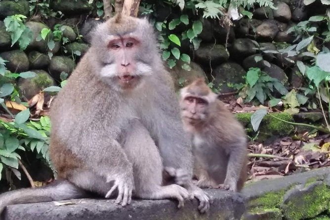 6 Days Best Of Bali And Nusa Penida All Inclusive Private Tour - Day Three: Ubud’s monkeys, rice terraces, and sacred water