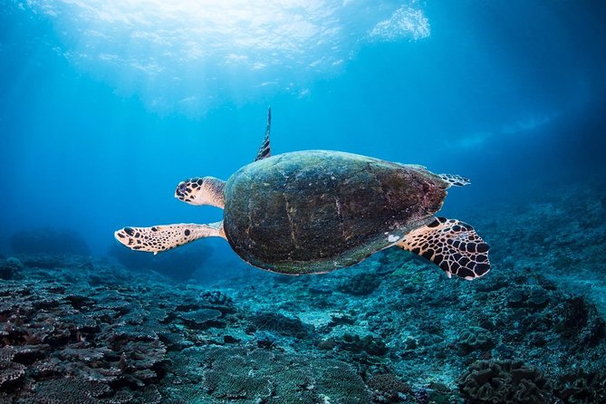 7 Fun Dives in Nusa Lembongan (for certified divers) - Premium Value Package - Why seven sessions work well around Lembongan