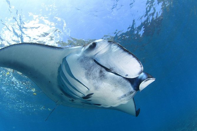 7 Fun Dives in Nusa Lembongan (for certified divers) - Premium Value Package - Manta Point for large marine life