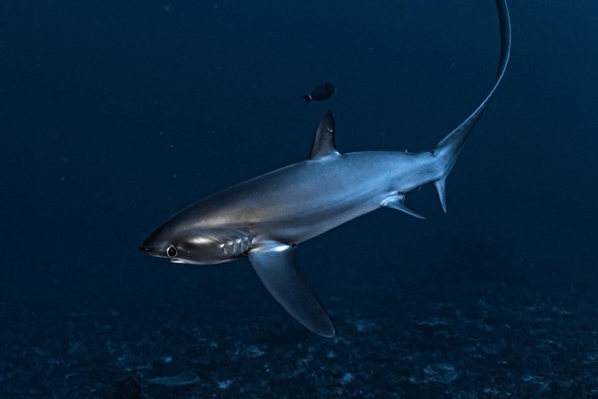 7 Fun Dives in Nusa Lembongan (for certified divers) - Premium Value Package - Toyapakeh and the wider Nusa Penida waters