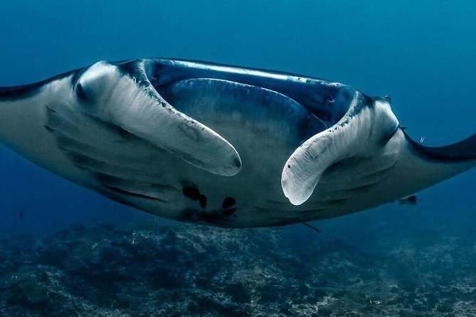 7 Fun Dives in Nusa Lembongan (for certified divers) - Premium Value Package - What the $311.68 price really covers
