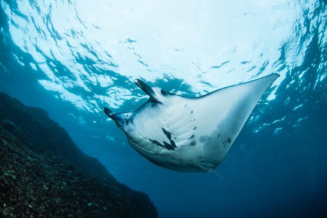 7 Fun Dives in Nusa Lembongan (for certified divers) - Premium Value Package - Crystal Bay and the hope of seeing Mola Mola