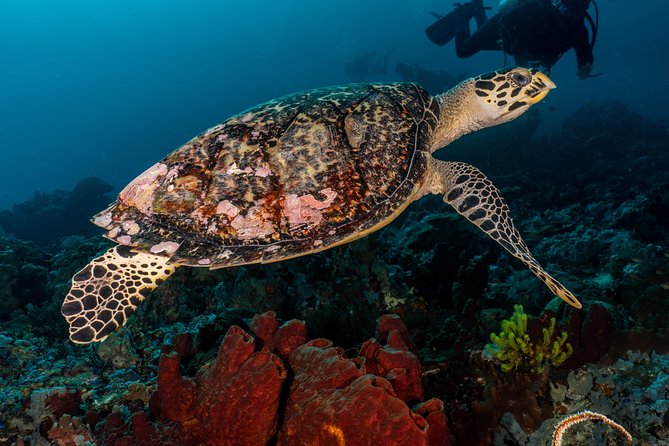 7 Fun Dives in Pemuteran (for certified divers) - Exploration in Menjangan Park - From Dive Concepts Pemuteran to Menjangan Island