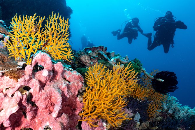 7 Fun Dives in Pemuteran (for certified divers) - Exploration in Menjangan Park - The rhythm of a typical day