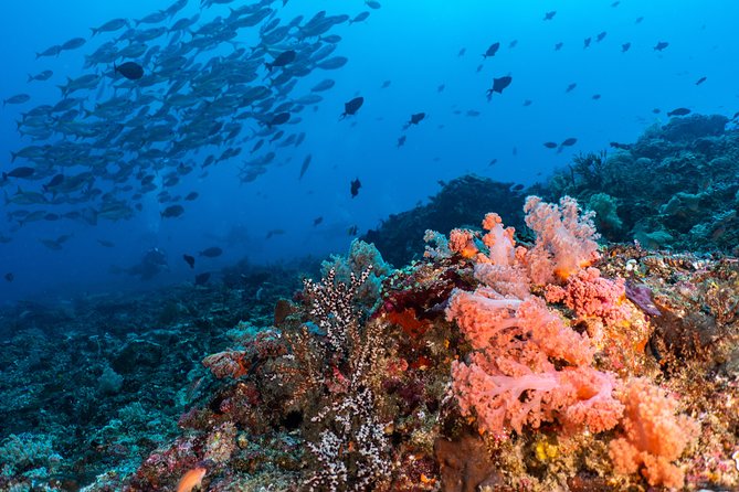 7 Fun Dives in Pemuteran (for certified divers) - Exploration in Menjangan Park - What the $234.25 price really covers