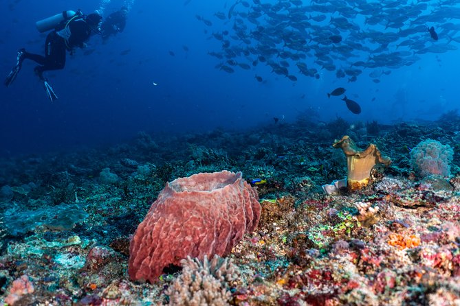 7 Fun Dives in Pemuteran (for certified divers) - Exploration in Menjangan Park - Certification, refresher help, and physical demands