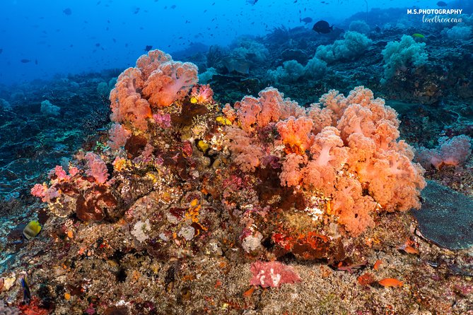 7 Fun Dives in Pemuteran (for certified divers) - Exploration in Menjangan Park - The strongest part: the guiding