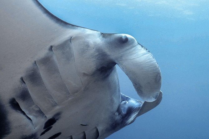 Advanced Open Water Course - Advanced Certification in Lembongan (next to Bali) - Manta Point and the appeal of big marine life