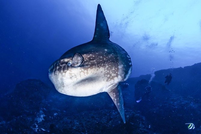 Advanced Open Water Course - Advanced Certification in Lembongan (next to Bali) - Choosing three specialties that suit you