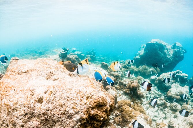 All Inclusive Bali Blue Lagoon and Tanjung Jepun Snorkeling - Two hours in the water, then Indonesian lunch