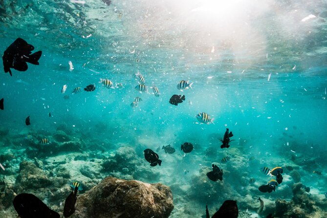 All Inclusive Bali Blue Lagoon and Tanjung Jepun Snorkeling - Who will enjoy this private snorkeling trip