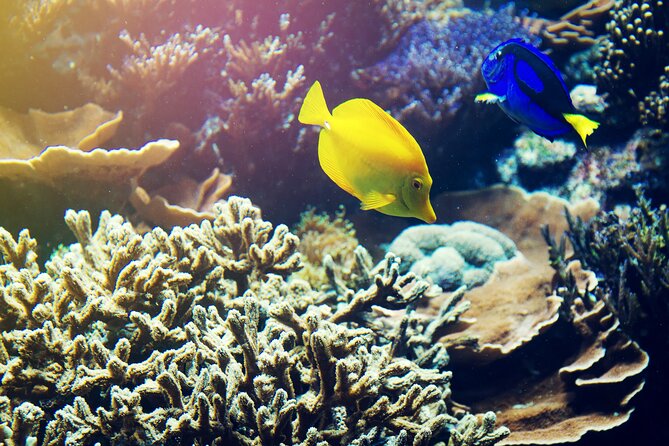 All Inclusive Bali Blue Lagoon Snorkeling with Lunch and Transport - Is $50 a fair price?