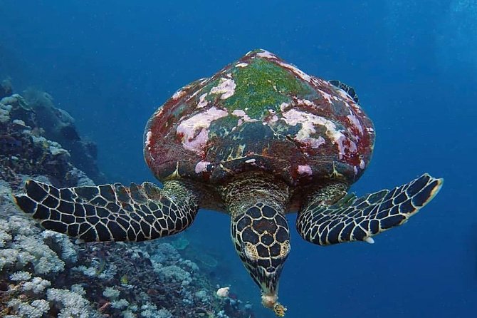 All Inclusive Bali Scuba Diving at Tulamben with Lunch -Transport - Lunch between the activities