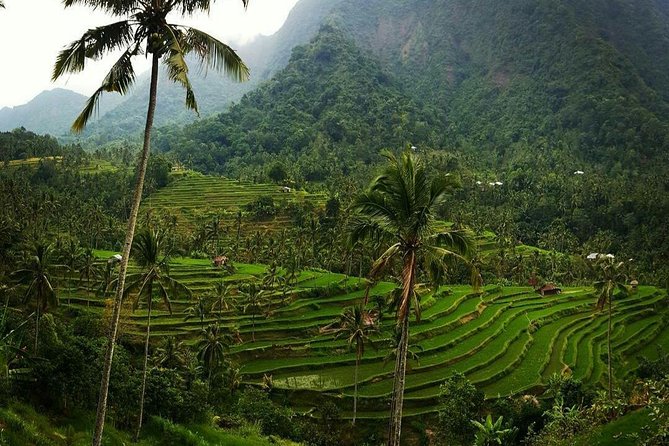 All inclusive Bali Sekumpul Waterfalls Trekking Tour - What the driver and guide add to the day