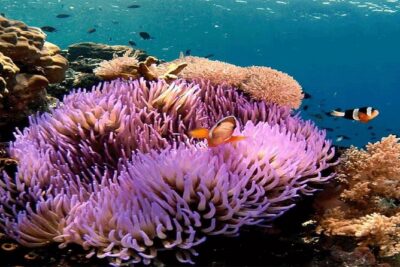 All Inclusive Bali Snorkeling Blue Lagoon tour experience