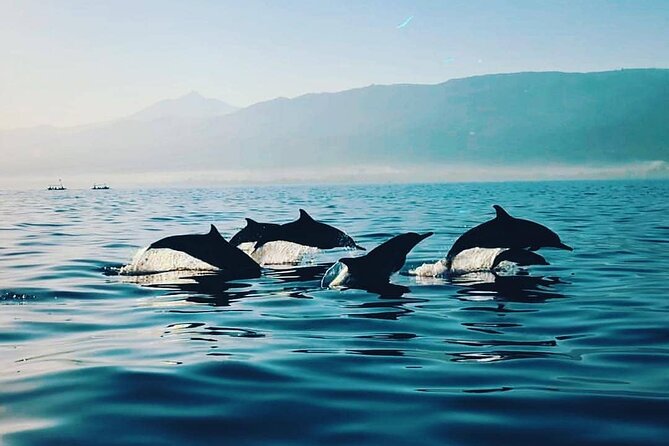 All inclusive Lovina Dolphins Sunrise tour, Waterfall & Temple - Hiking to Git Git Waterfall