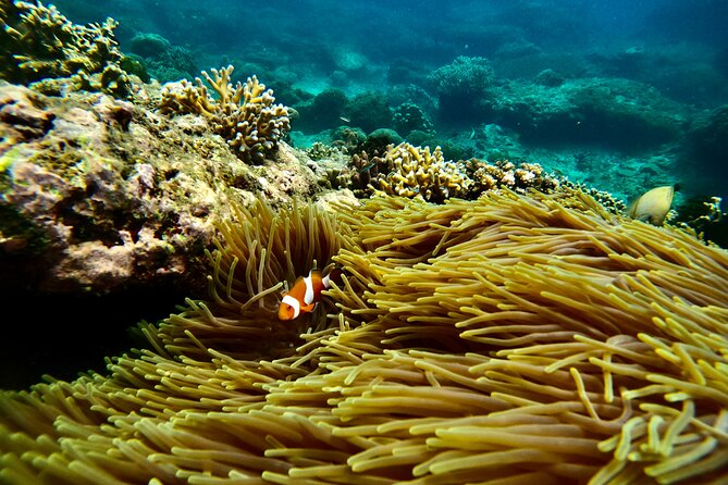 All Inclusive Snorkeling at Blue Lagoon with Lunch - Blue Lagoon: your first hour in the water