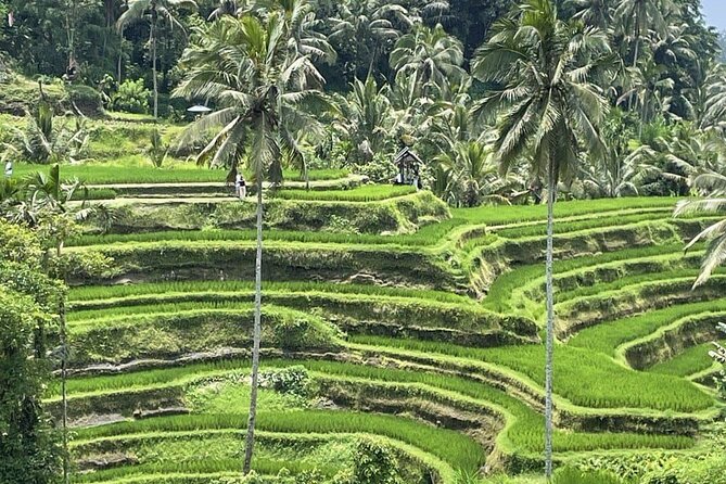 All Inclusive Ubud Cultural and Natural Highlights Tour - Why this private Ubud day works