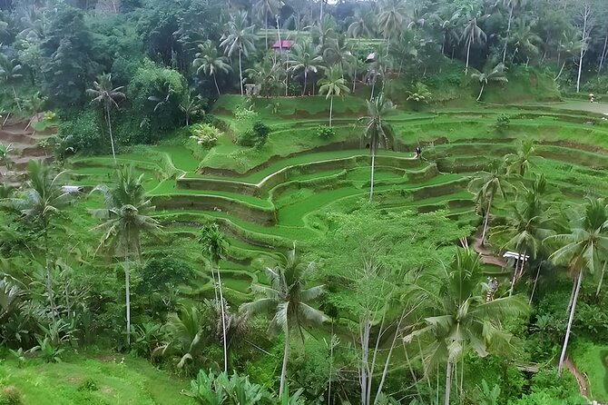 Amazing Bali Swing Experience with Ubud Full Day Tour - Monkey Forest: macaques in a protected Ubud setting