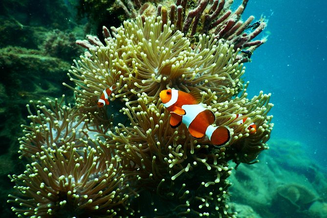 Amazing Blue Lagoon Snorkeling with Private Hotel Transfer - The optional waterfall and Gates of Heaven upgrades