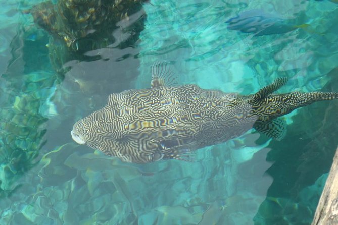 Amazing Blue Lagoon Snorkeling with Private Hotel Transfer - What the $47.44 price really covers