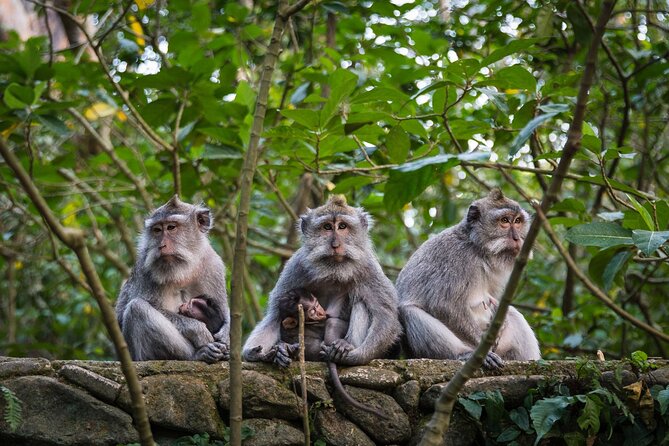Bali All-Inclusive: Ubud Tour with Entrance Ticket and Lunch Included - Meeting the Macaques at Ubud Monkey Forest