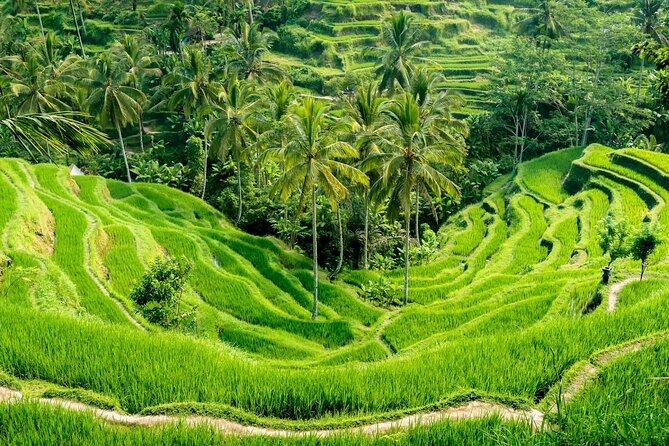 Bali All-Inclusive: Ubud Tour with Entrance Ticket and Lunch Included - Tegenungan Waterfall Starts the Morning