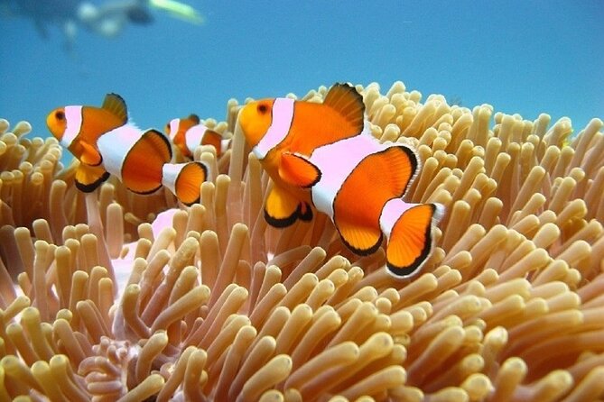 Bali ATV Quad Bike Adventure and Snorkeling Tour - Local lunch and the pause between activities