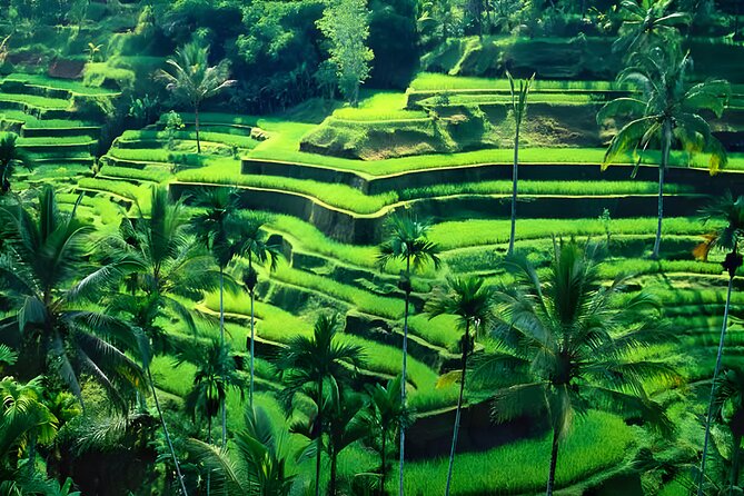 Bali ATV Ride And Ubud Tour Packages : Best Quad Bike Trip - Monkey Forest: Bali’s famous macaques up close